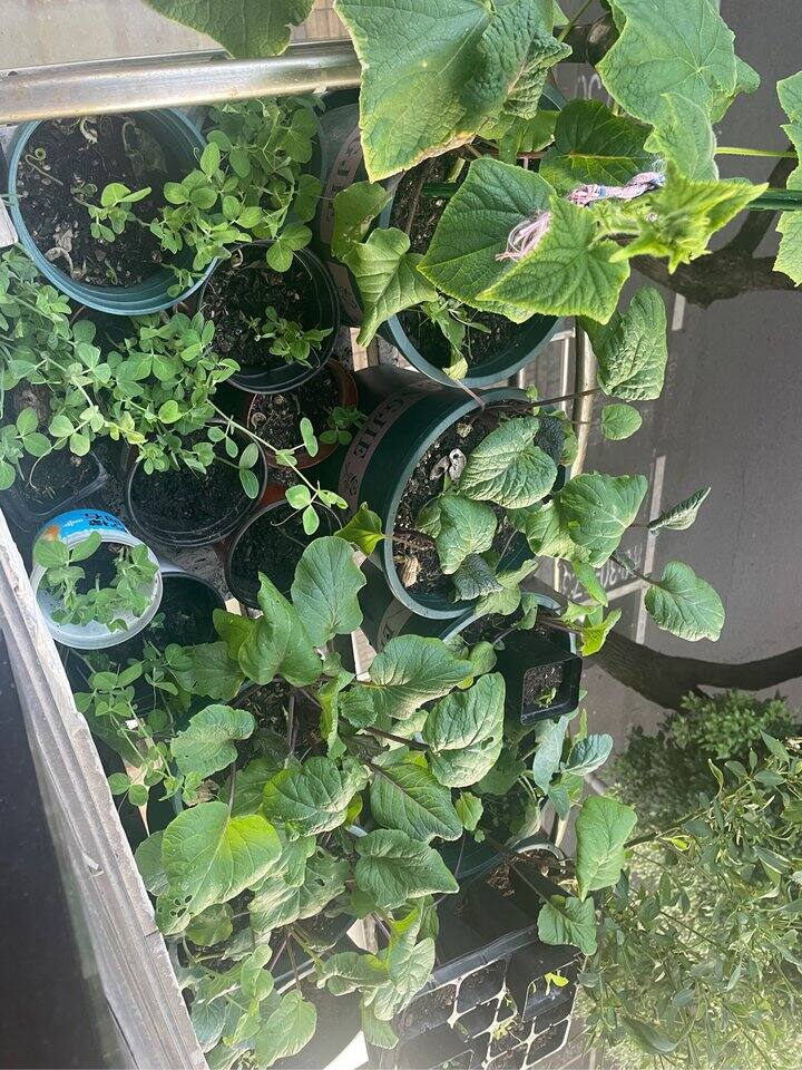 好喜欢这种满眼绿色，生命力满满的感觉