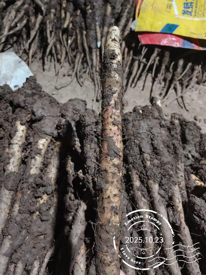 真垆土铁棍山药，价优味美