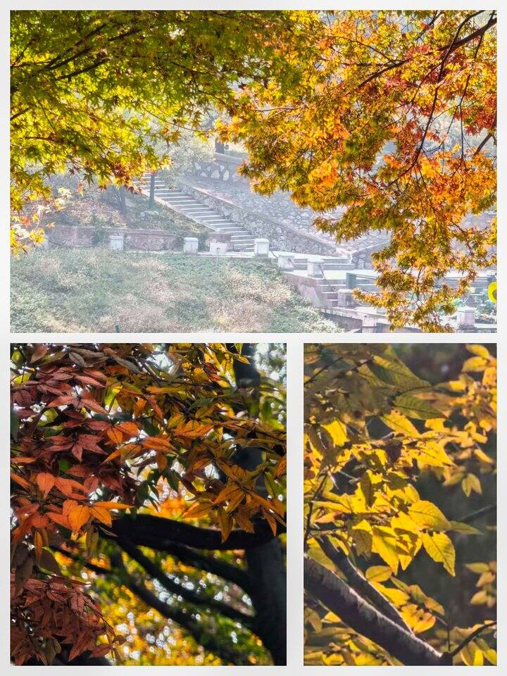 ［随手拍］彩色的秋天