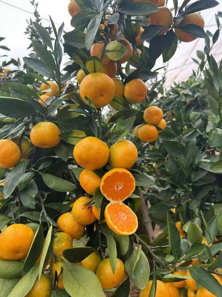 蜜橘暂时下架哈