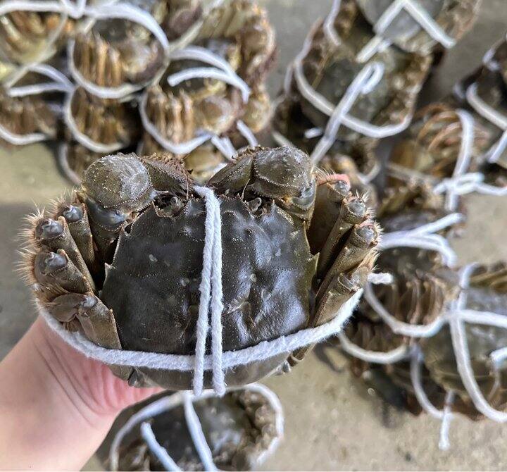 家里的大闸蟹成熟啦