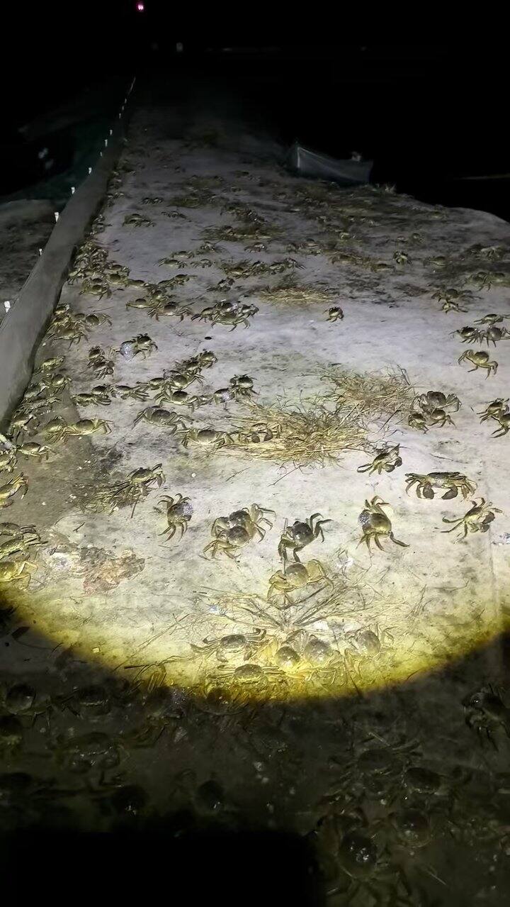 残蟹真的太火爆啦