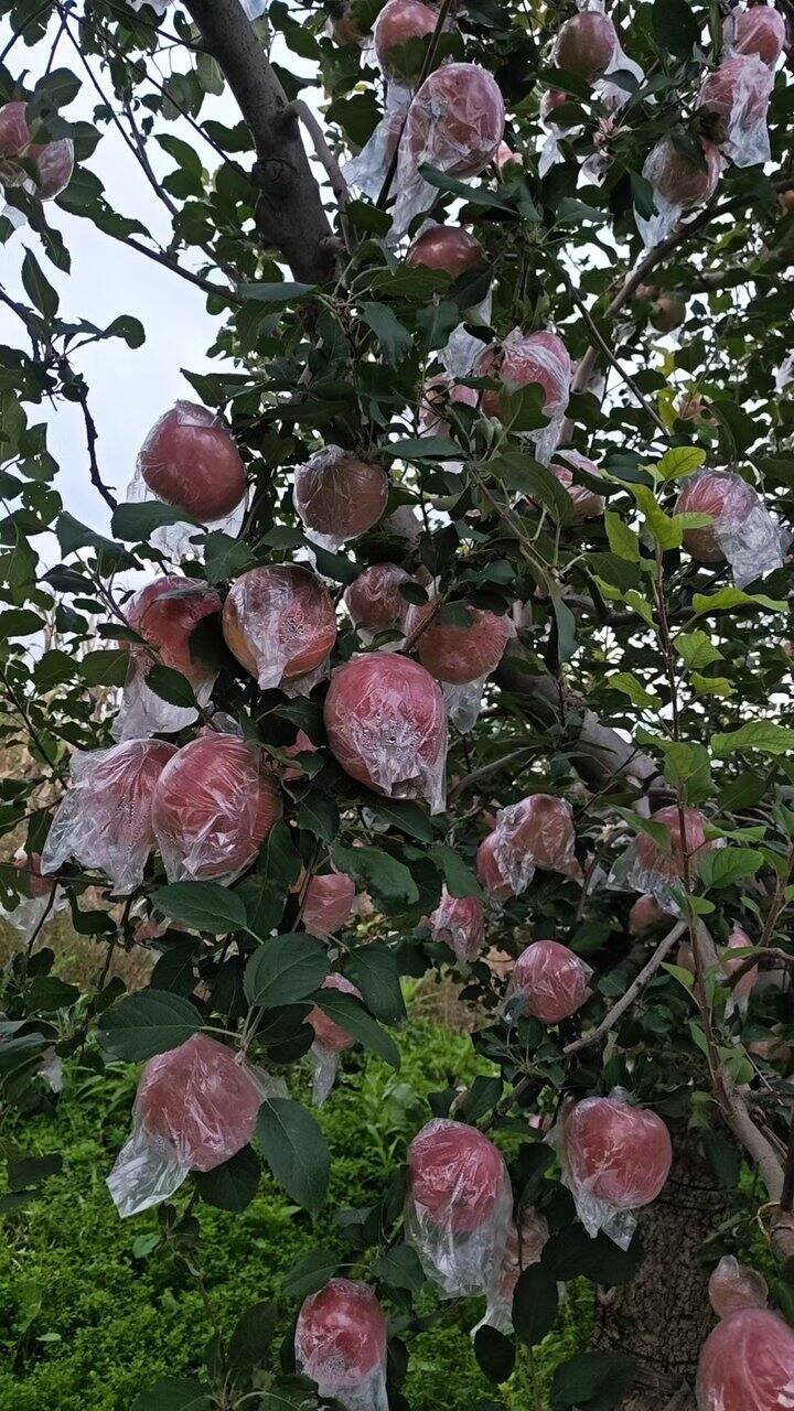 出山西运城冰糖心苹果