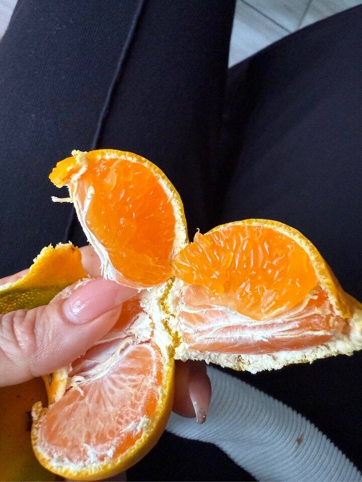 明天全部橘子准备下树啦！！