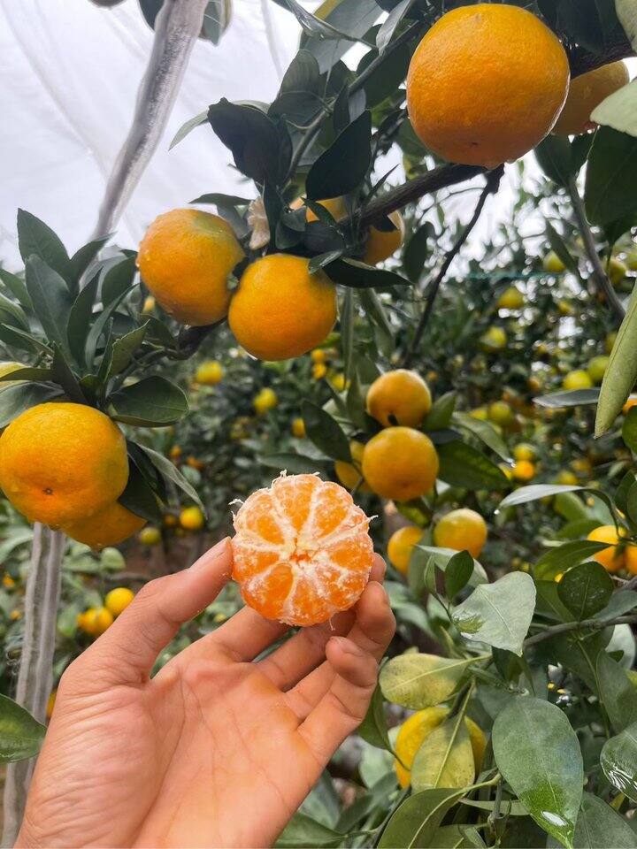 2025最后一批蜜橘下树呀！！！
