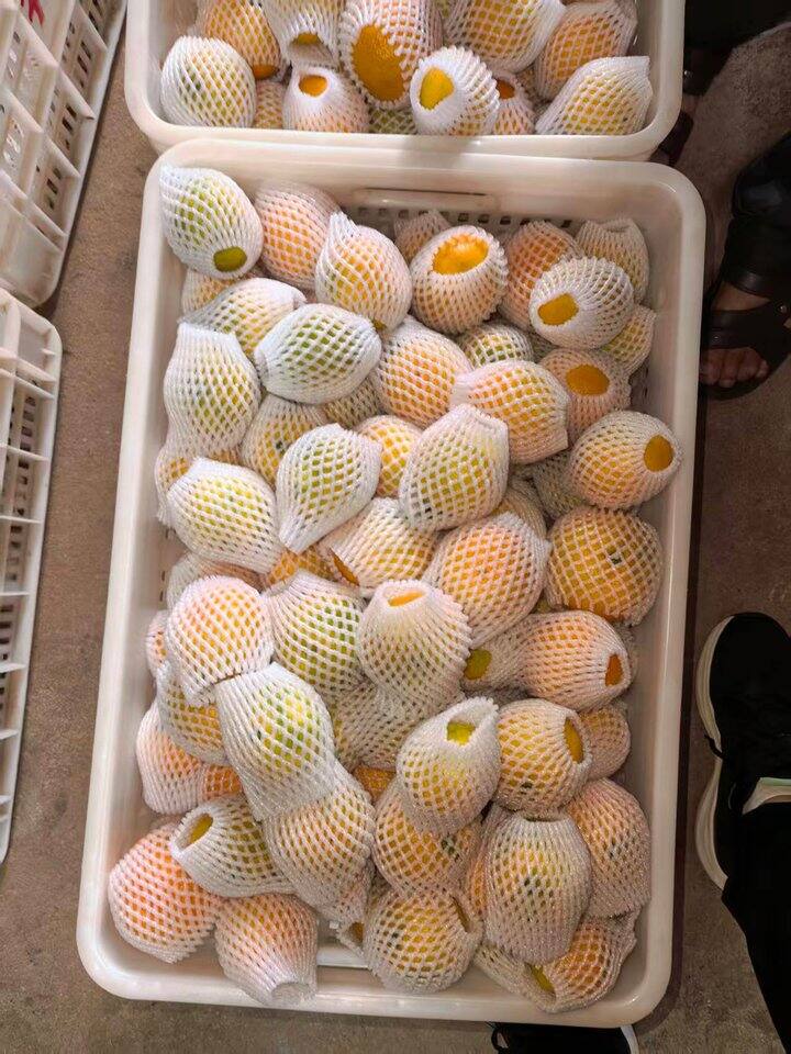 今年蜜橘完美收官