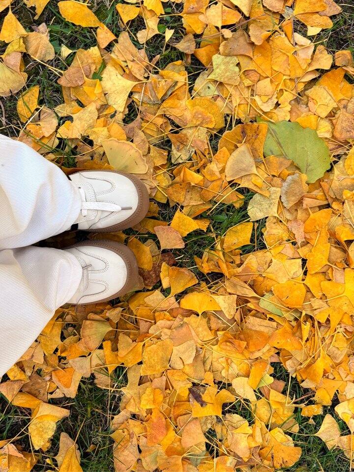 给你们看看北方的秋天