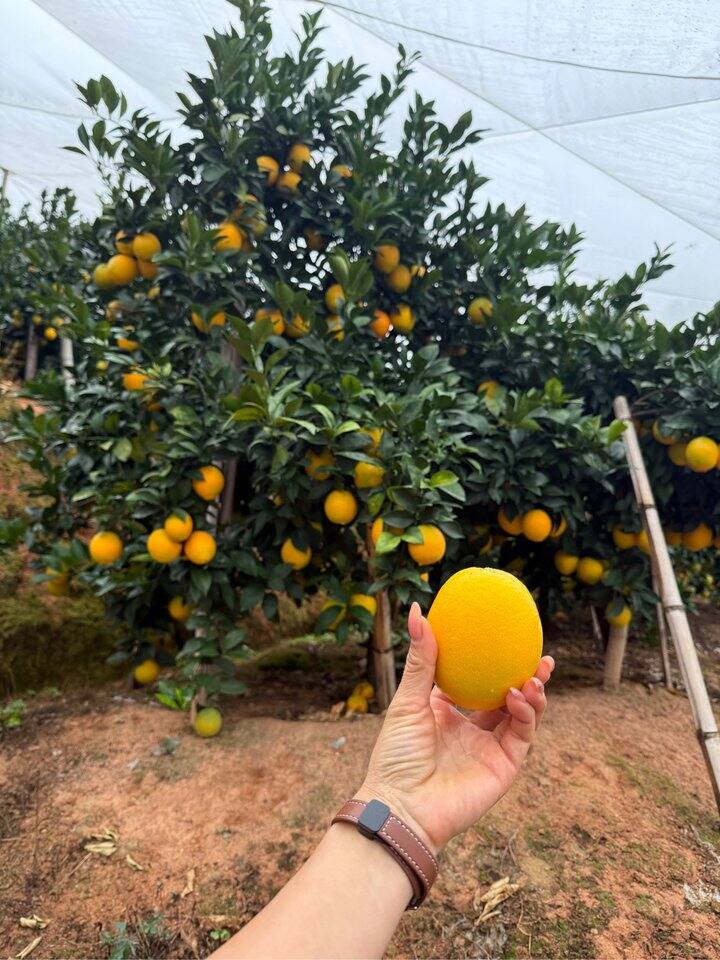 汇报一下咱们家赣南脐橙的长势呀！