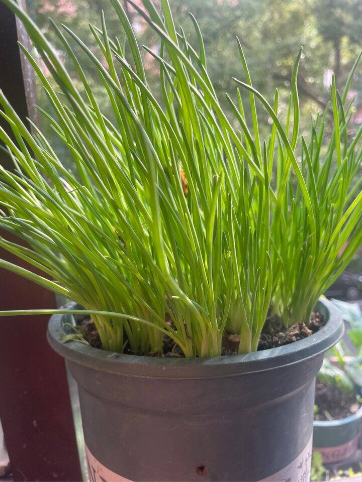 11月还可以种的蔬菜