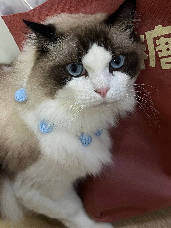 出网易云和优酷会员年费