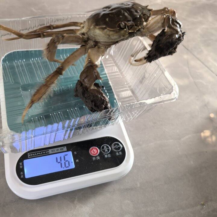 精品残蟹