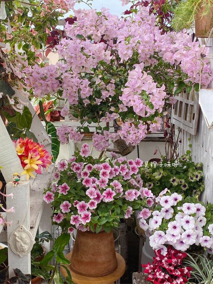 三角梅和矮牵牛