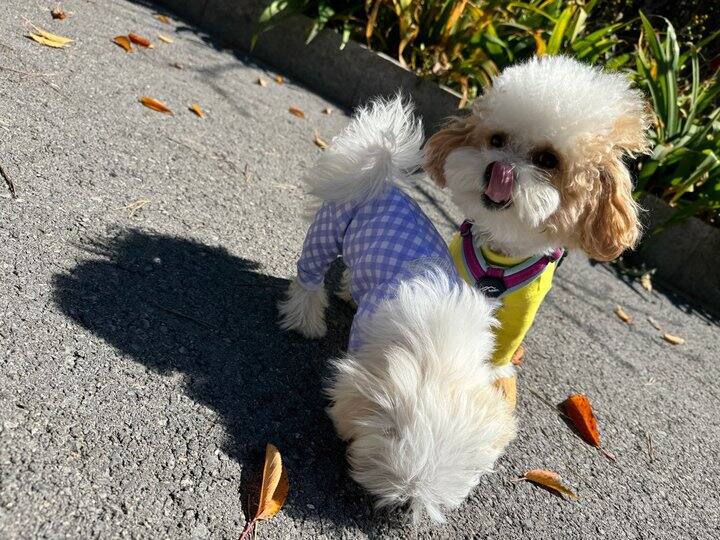 家有小狗儿 可爱又治愈