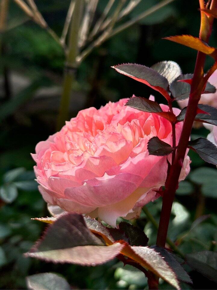 路口有种月季的姐妹吗？