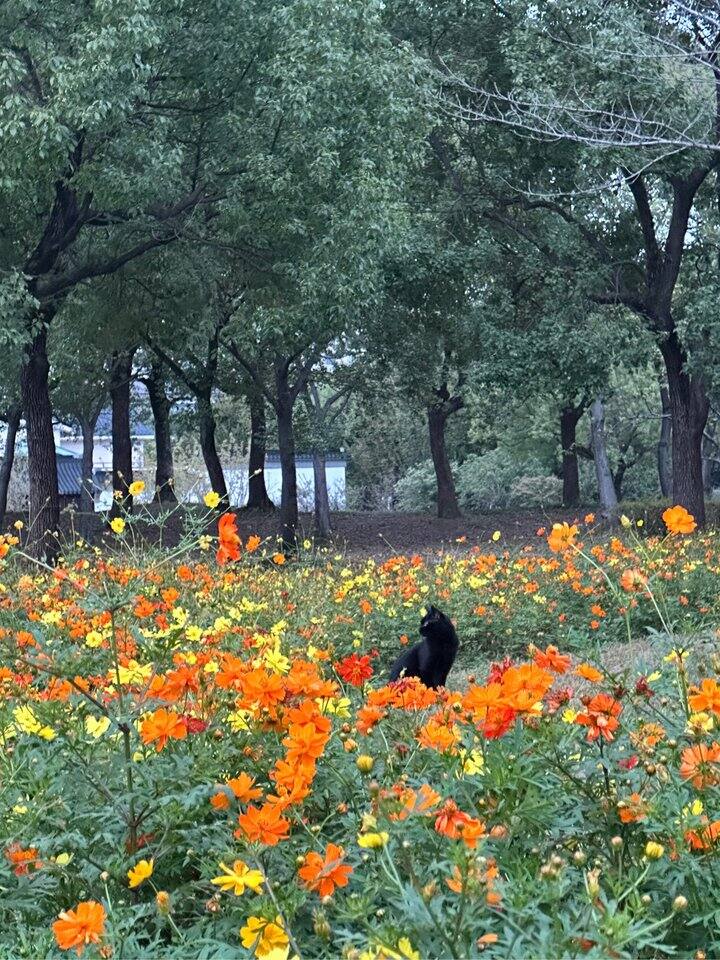 88会员出芒果，优酷