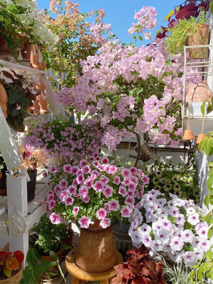 我的矮牵牛爆花了