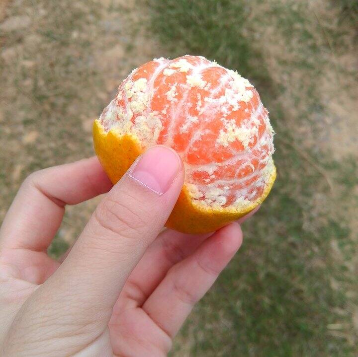 卖了500+箱的石门橘子，40一箱（十斤）包邮