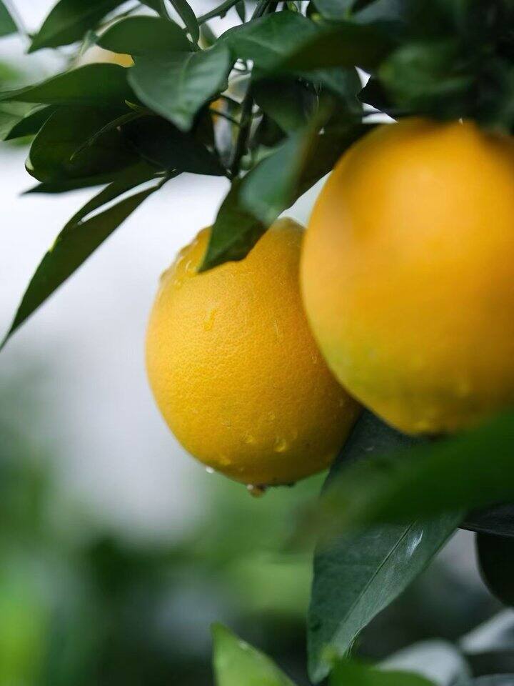 不发货的日子买买买，再给大家推荐一个衣服