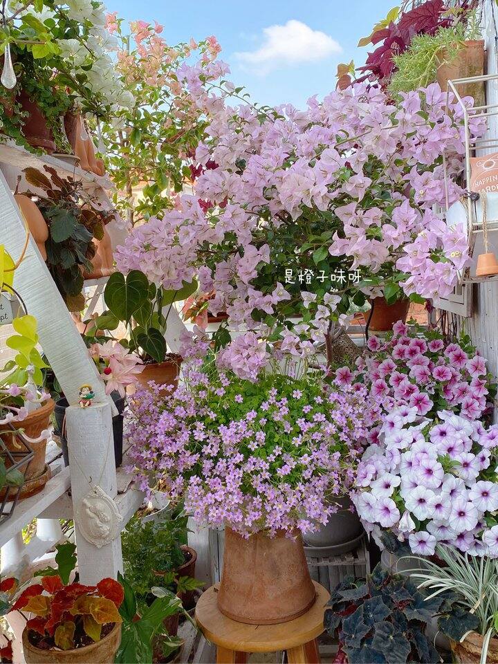 每年第一个爆花的酢浆草都是它