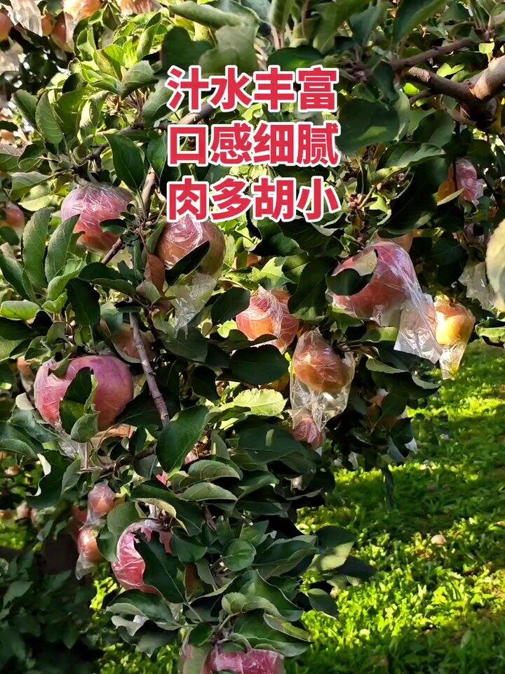冰糖心脆苹果