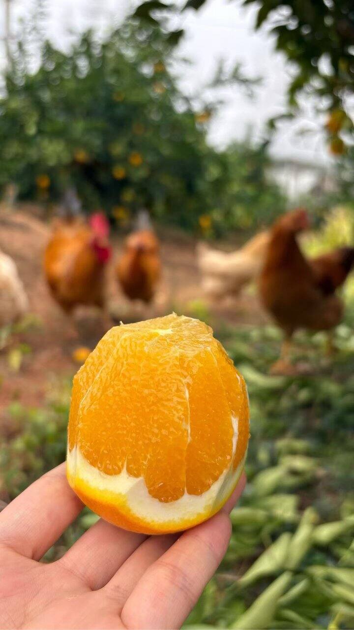 让时间慢下来，静待橙熟