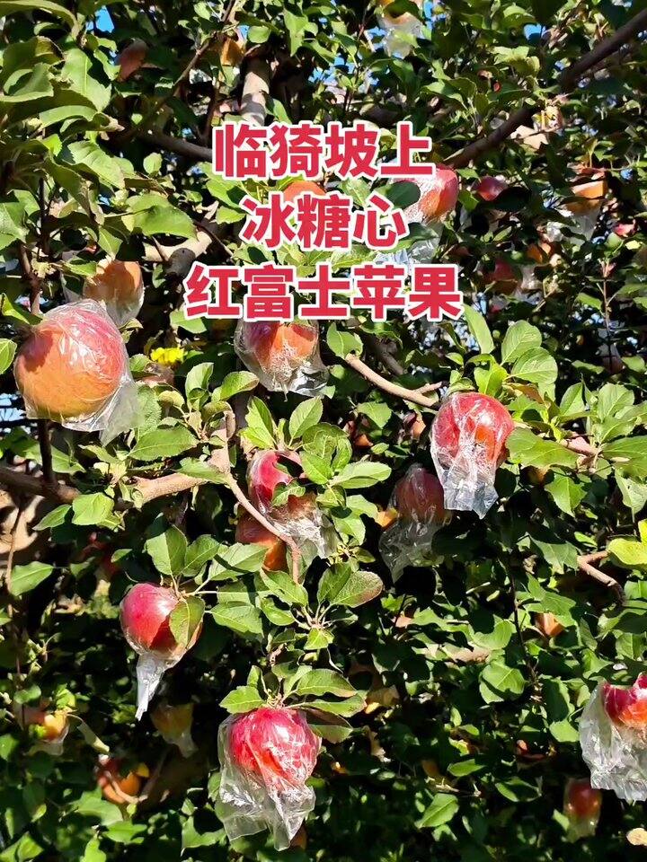 冰糖心苹果