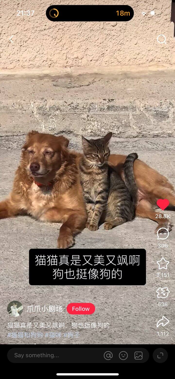 好漂亮的小猫