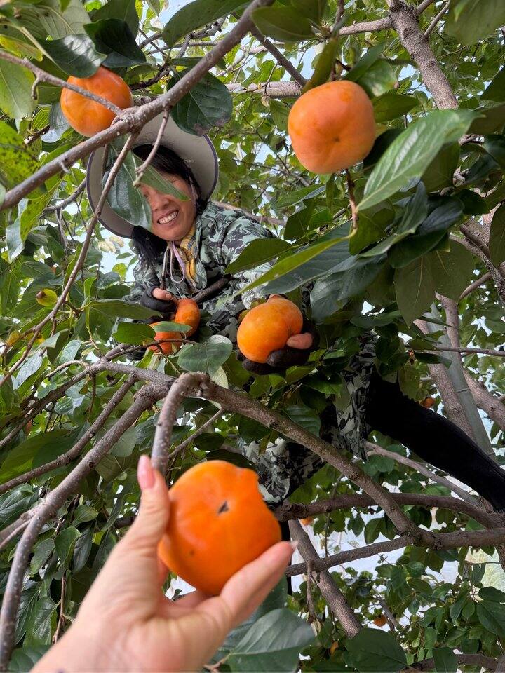 祝大家柿柿如意