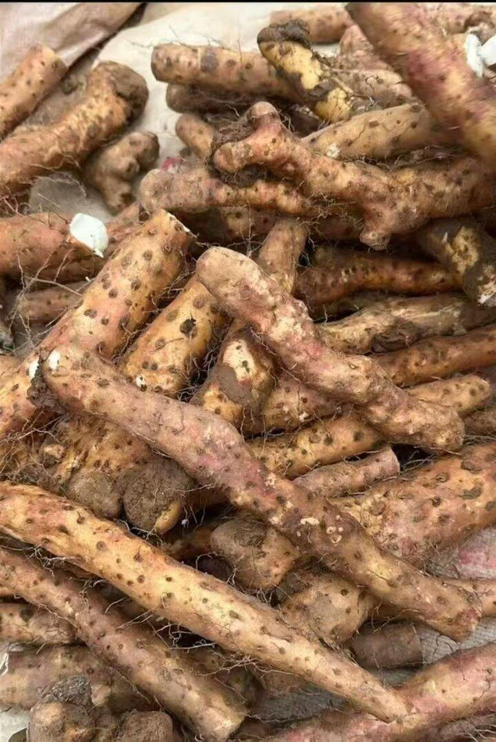 便宜出断果垆土山药