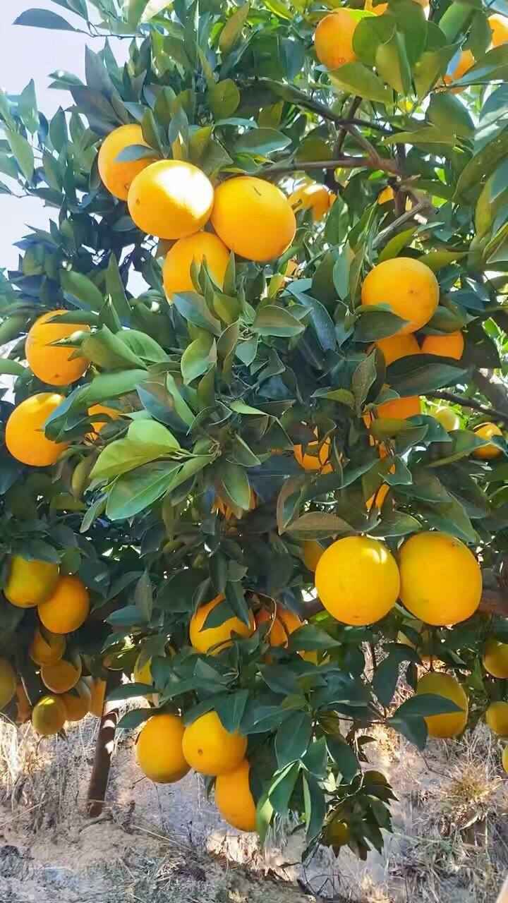 今天买箱子啦！！！(赣南脐橙明天上活动）