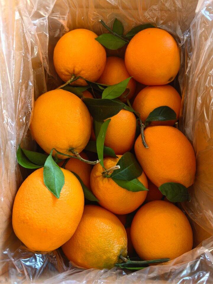 【🍊赣南特大脐橙实拍】顺丰包邮直达！