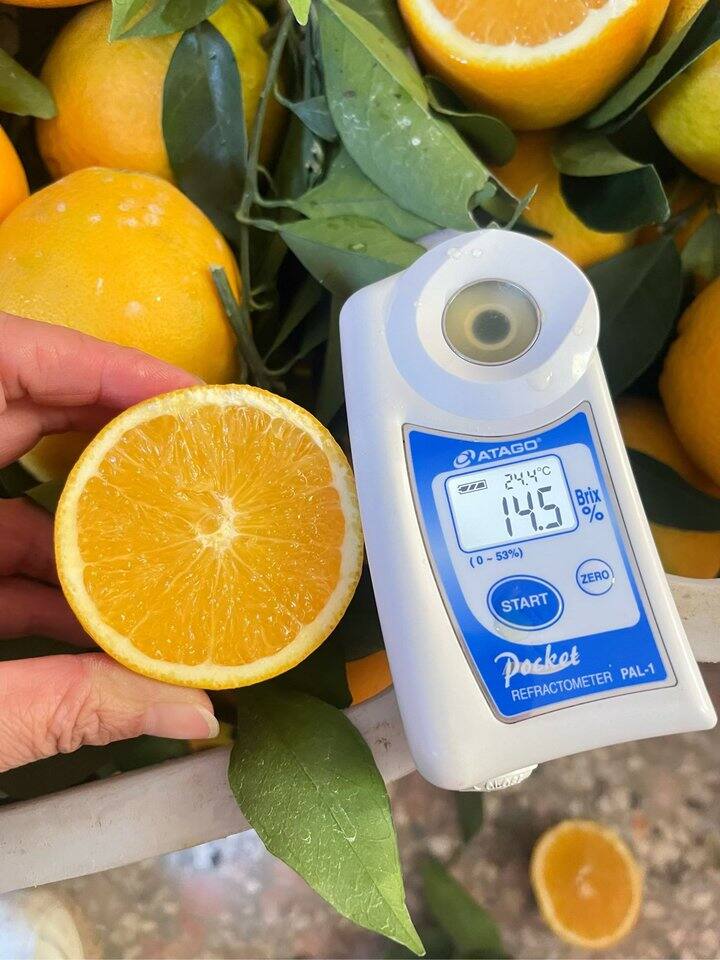 赣南脐橙预售活动火热进行中🔥