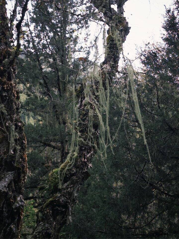 🏔️四姑娘山·长坪沟