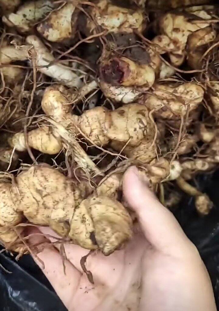 终于天凉啦，要动手炮制啦