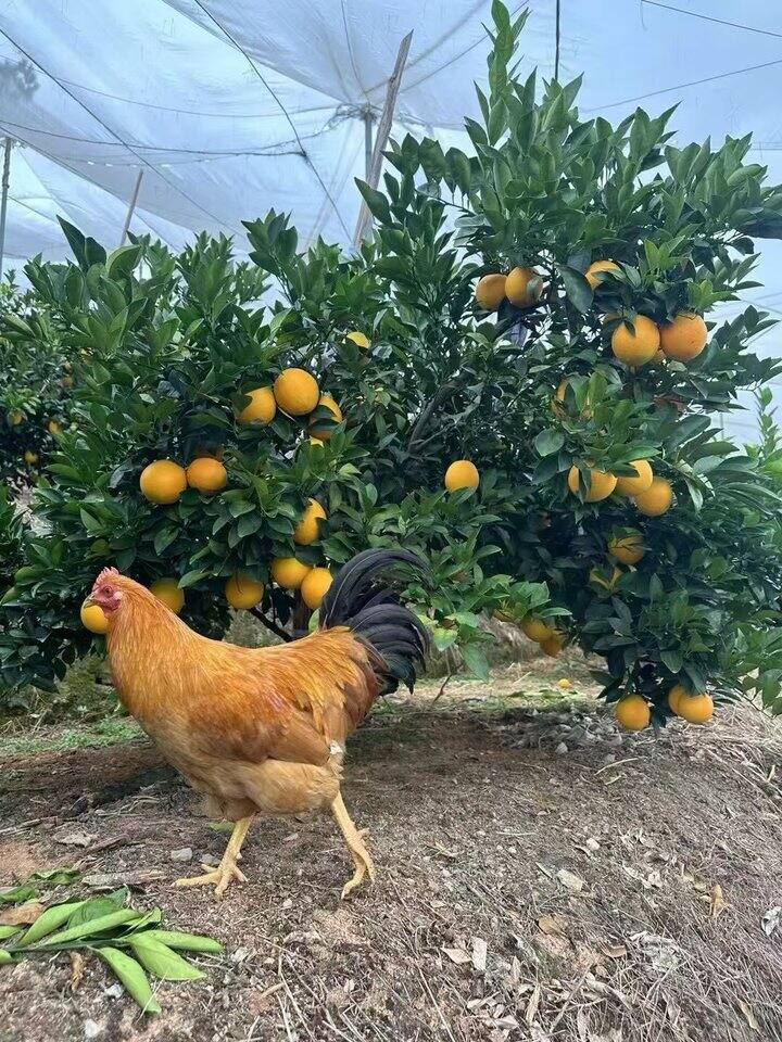 2025头茬赣南脐橙开园采摘，这波新鲜度直接拉满！