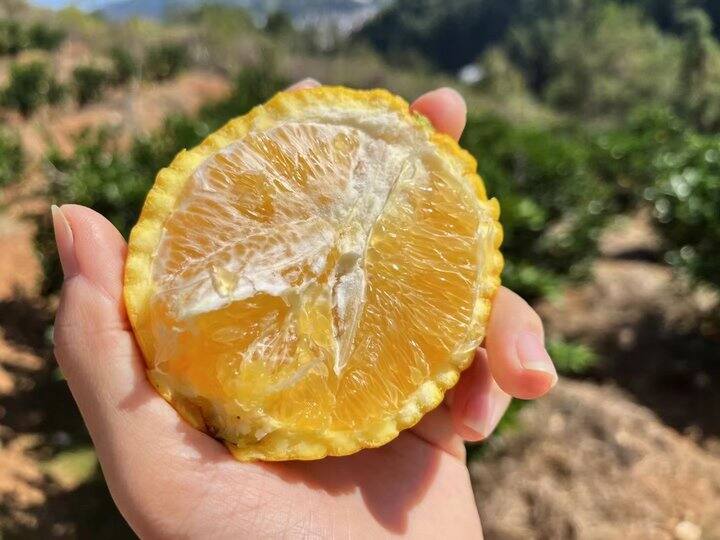 赣南脐橙来啦【两家精品果园可选】按照重量给大家推荐优惠的