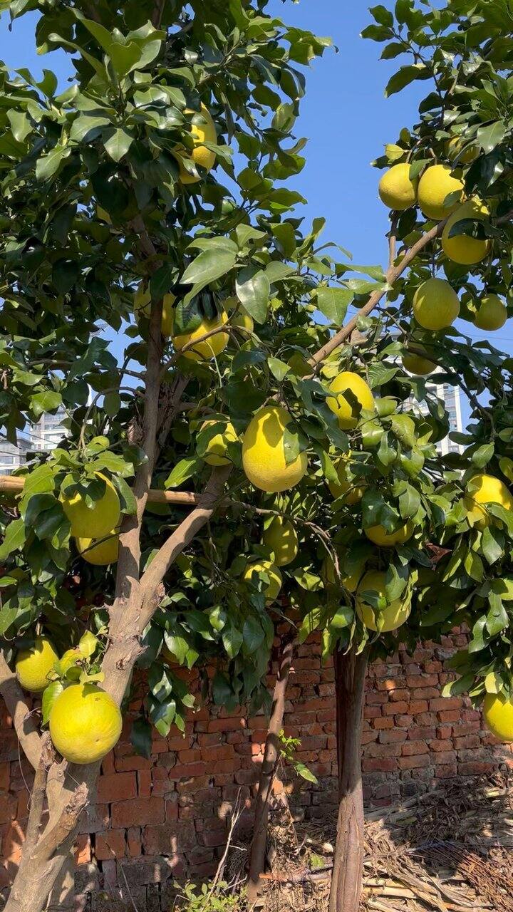 请问：阿里巴巴有返利app或者小程序吗？