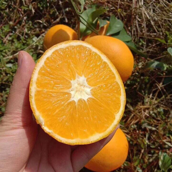 家乡的赣南脐橙开始采摘啦！