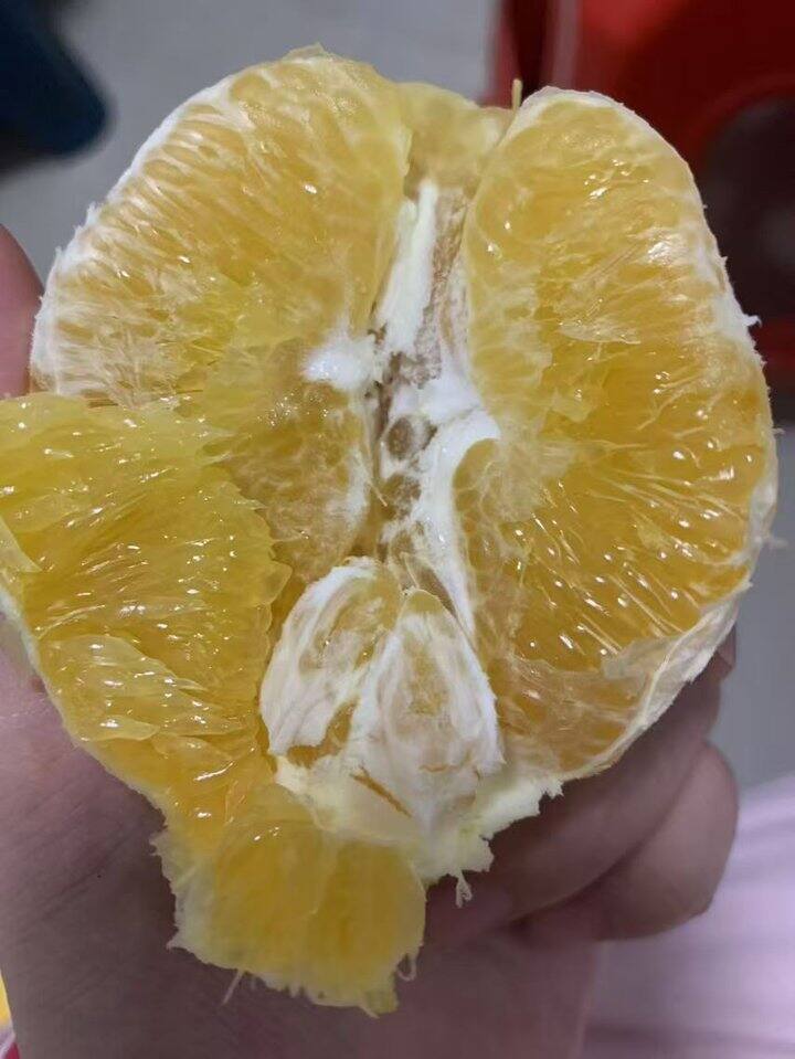 家乡的赣南脐橙开始采摘啦