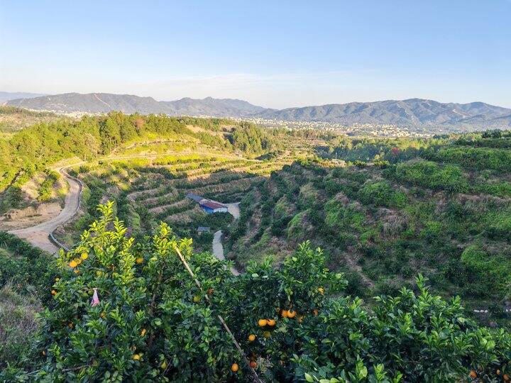 上山摘果的一天