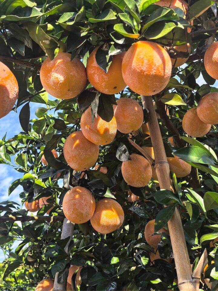 巅峰口感！赣南脐橙现摘现发，爆汁甜到心巴～