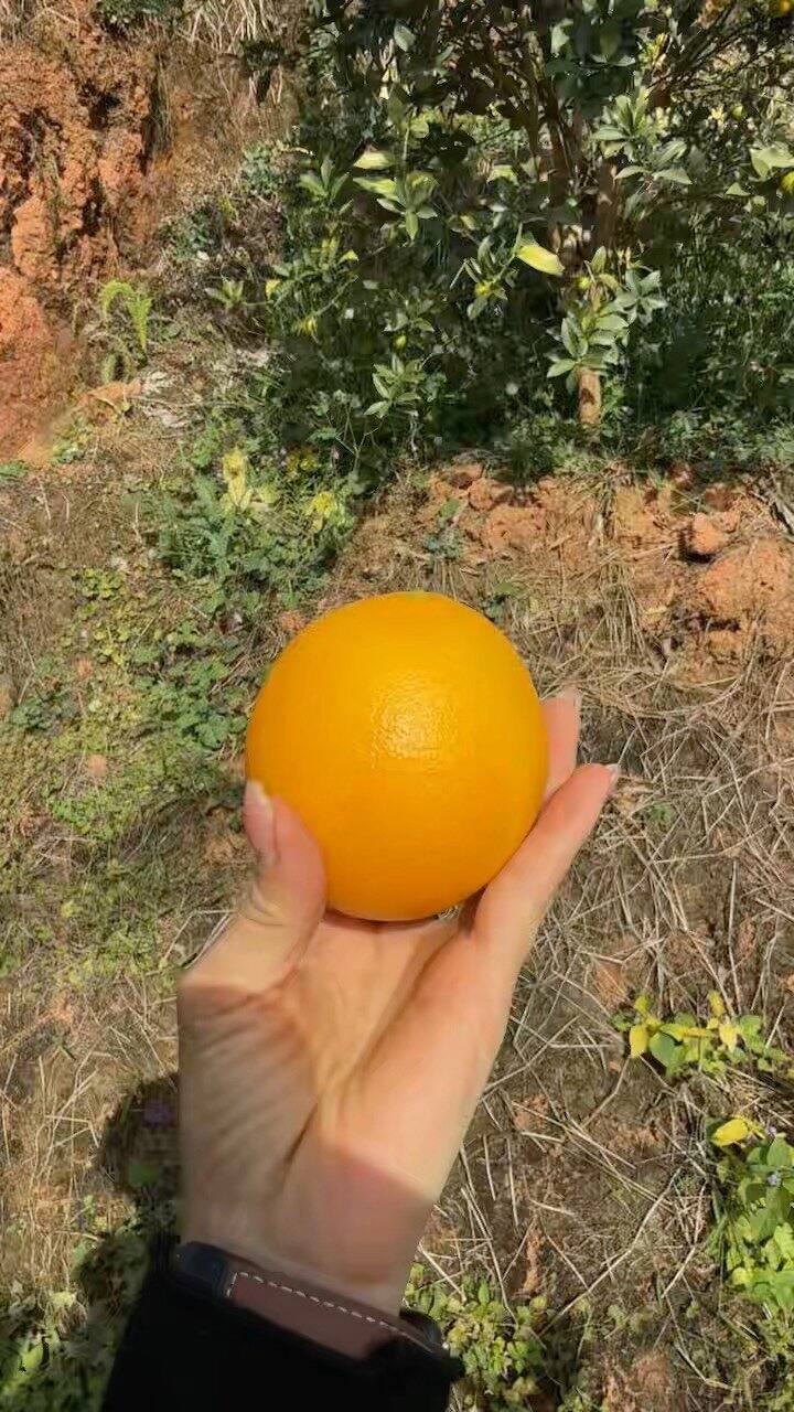 今天摘了小部分急发的