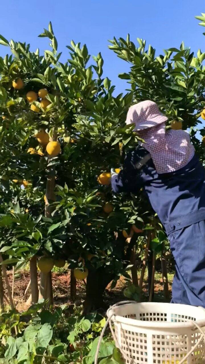 赣南脐橙持续采摘中～