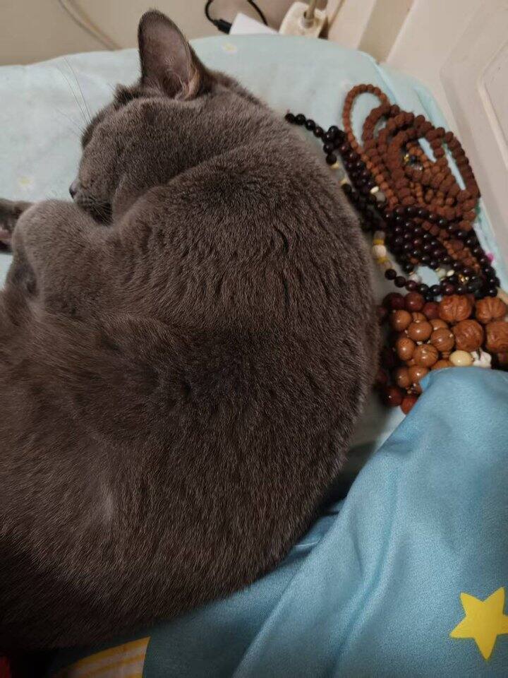 有爱宠与爱串的生活