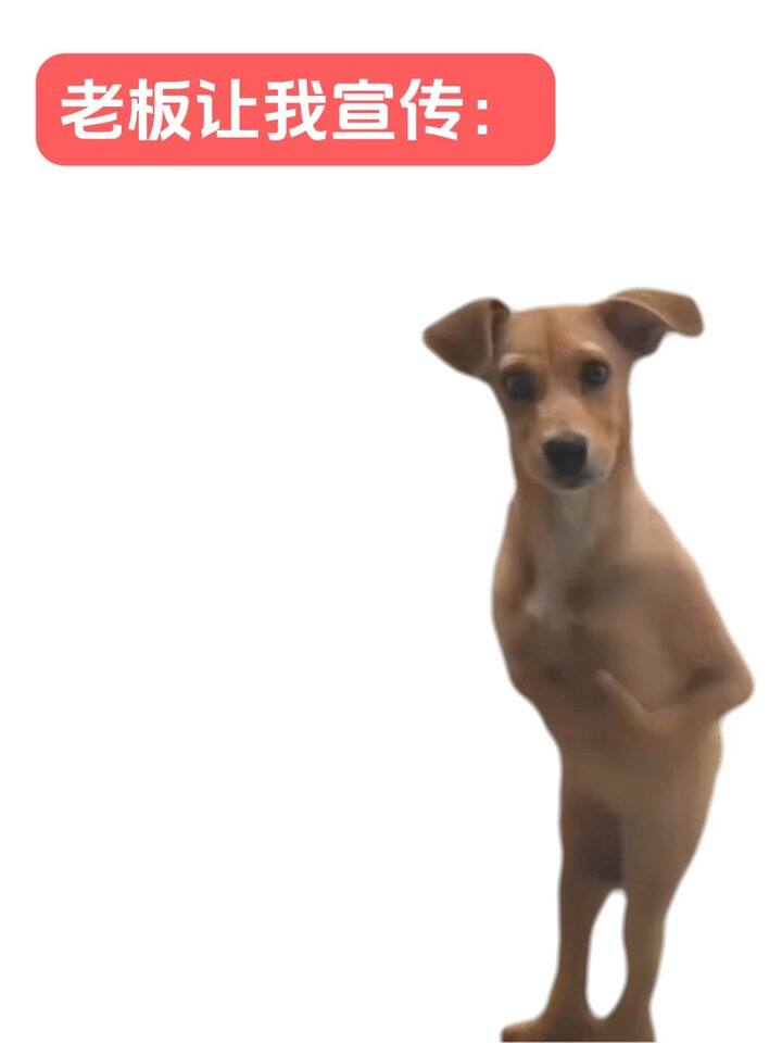 老板让我发的宣传视频😭