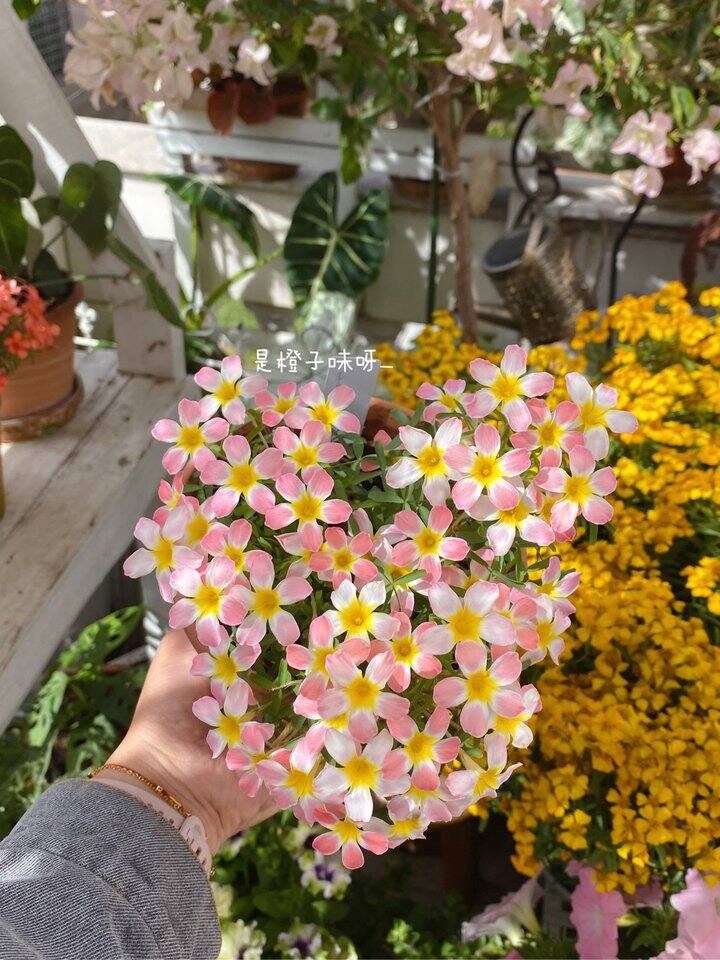 今年的酢浆草第一夸