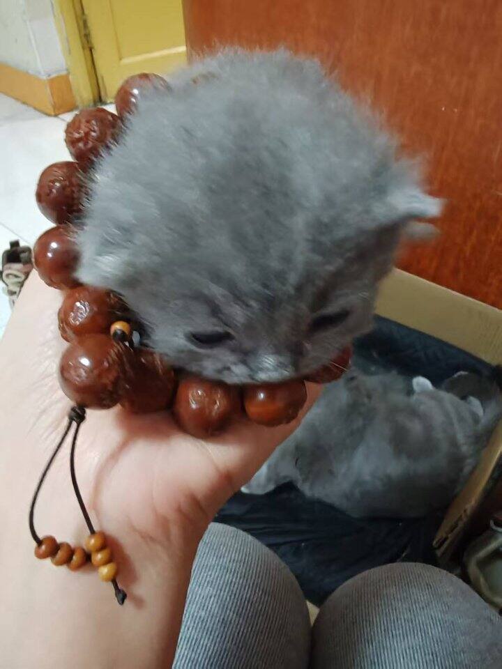 才半个月就被迫出来营业啦！大家看我可爱不？