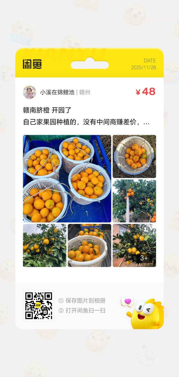 赣南脐橙已到最佳赏味期