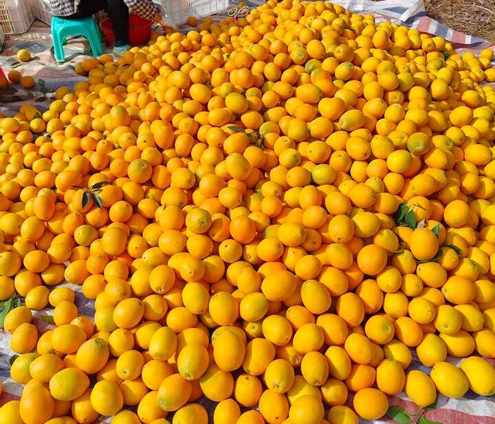 今日份赣南脐橙