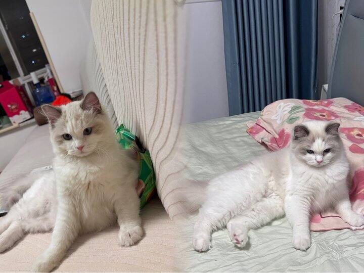 我的小猫长大啦